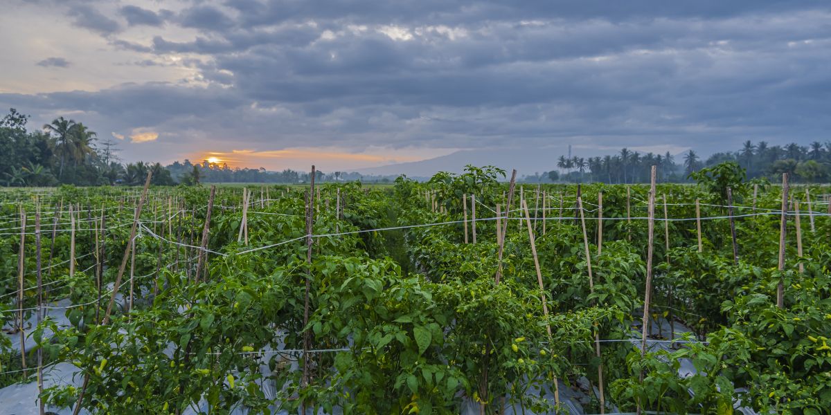 A chili pepper plantation