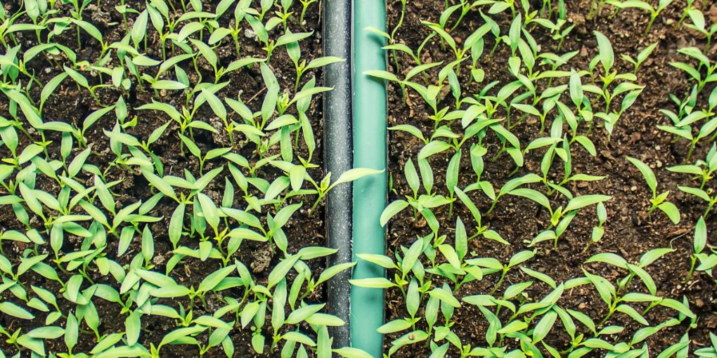 Chili pepper seedlings