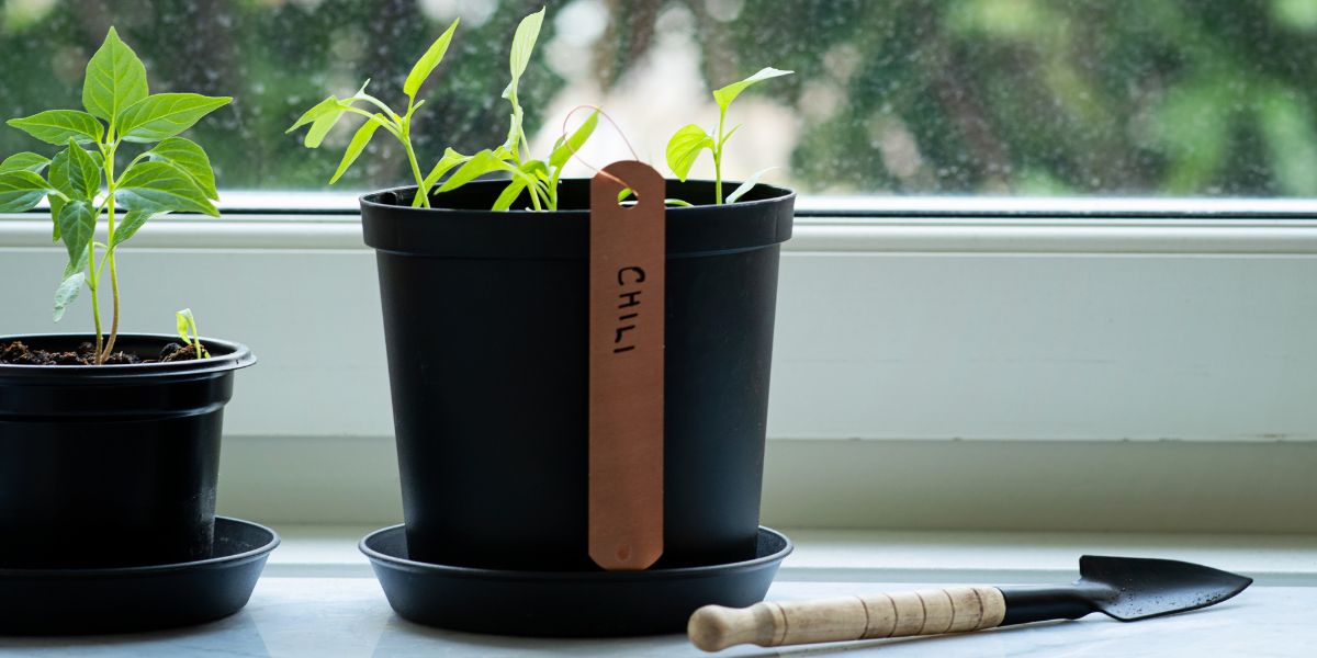 Chili plants in containers