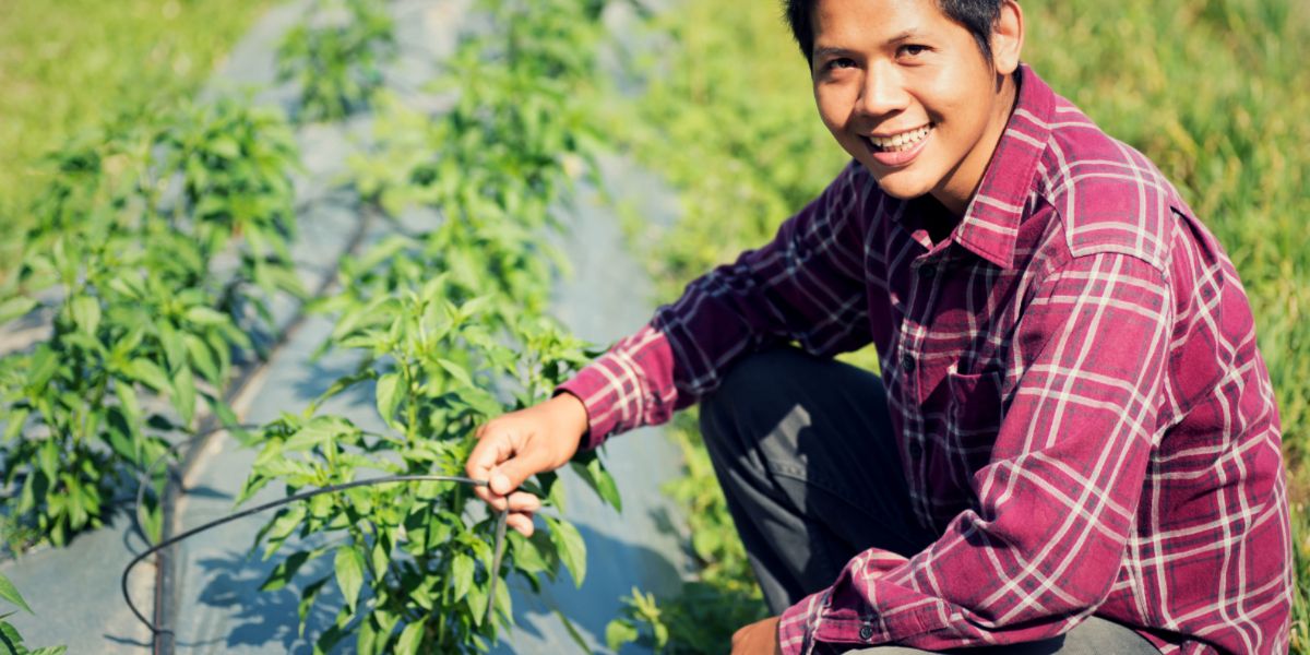 A gardener watering chili pepper plants