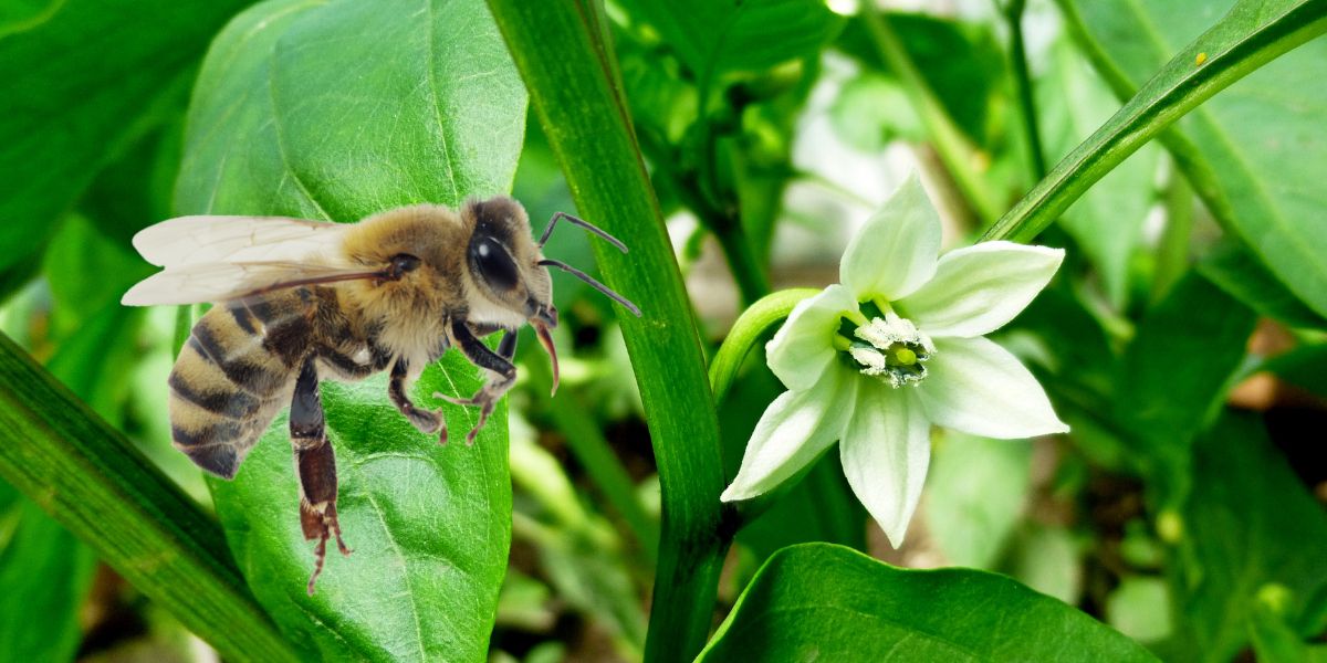 A honey bee about to pollinate a pepper flower