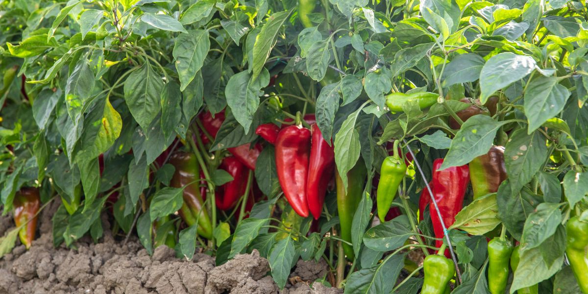 Chili peppers growing outdoors