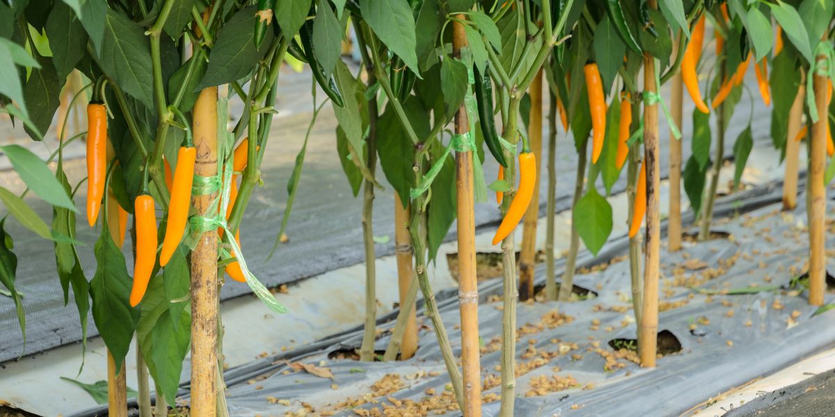 Chili pepper plants with supports