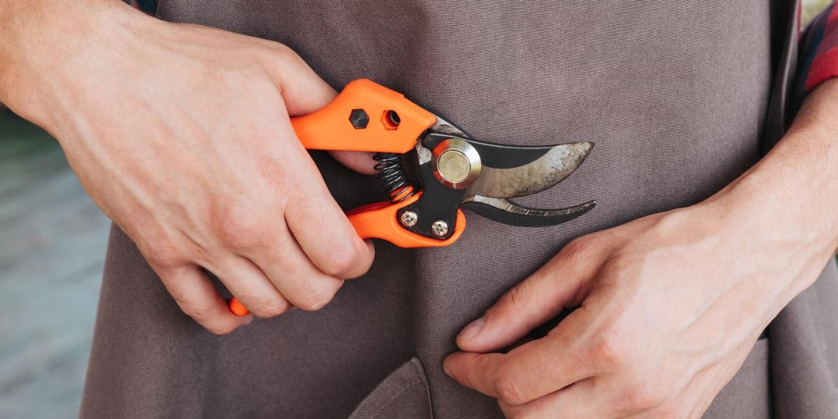 Chili pepper gardener holding pruning shears