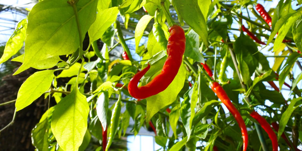 A chili pepper plant