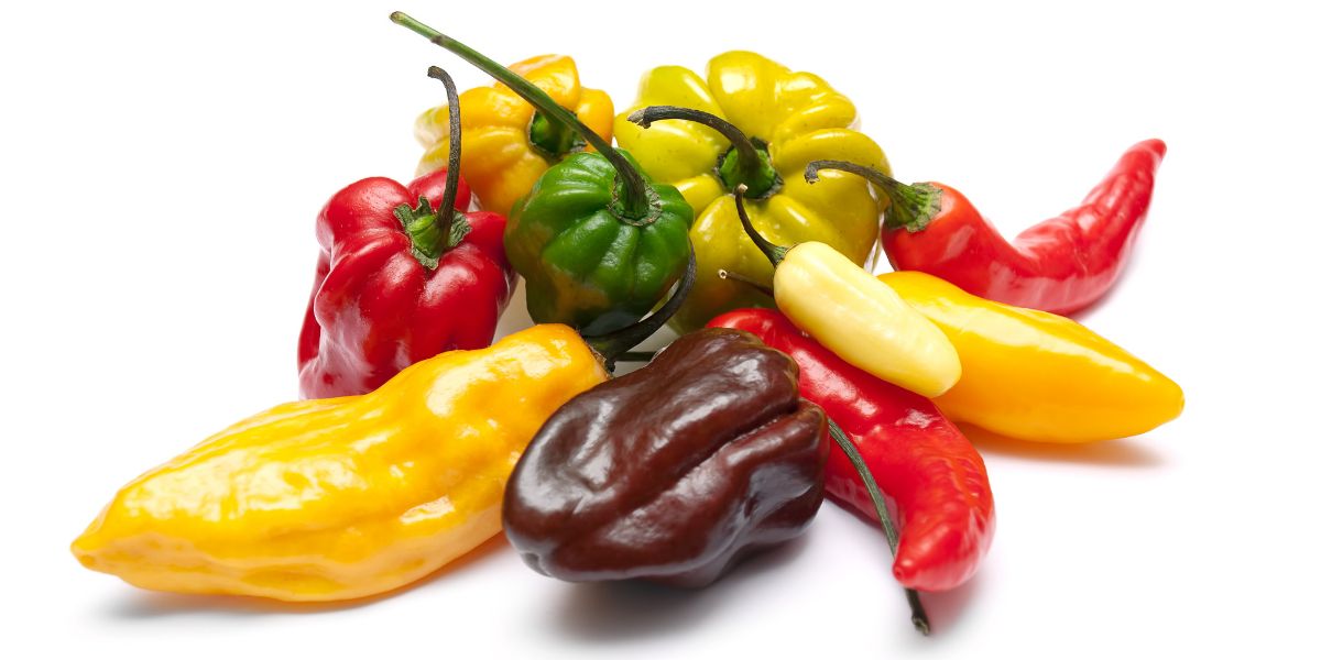Hottest chili peppers