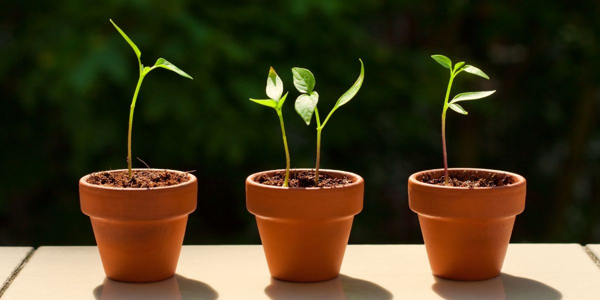 Chili pepper seedlings in pots