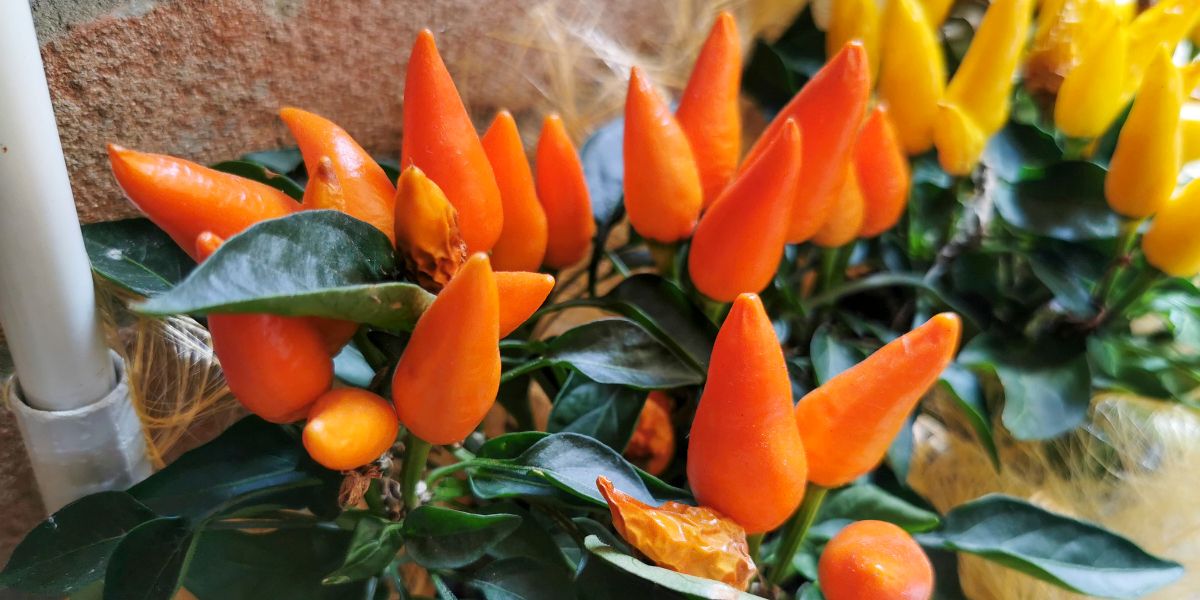 Colorful Chili Pepper pods