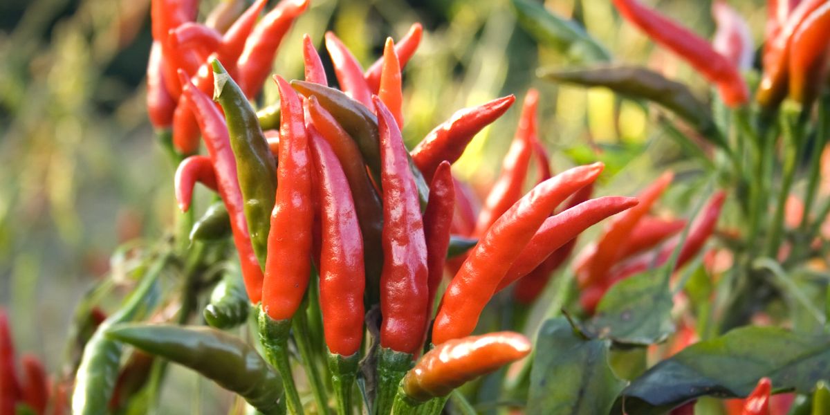 Red Chili Pepper pods on a plant