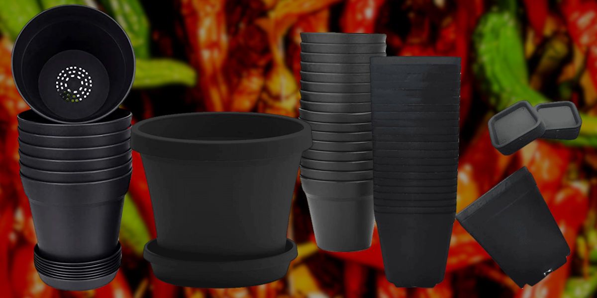 Pots for growing chili peppers
