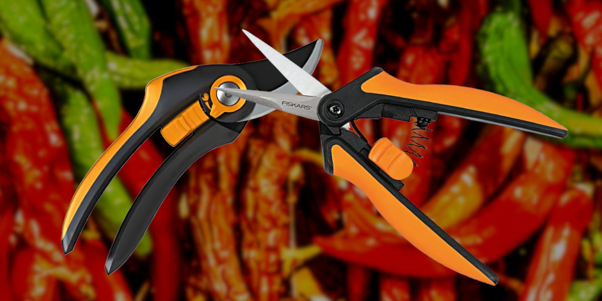 Fiskars shears and pruners for chili pepper growing