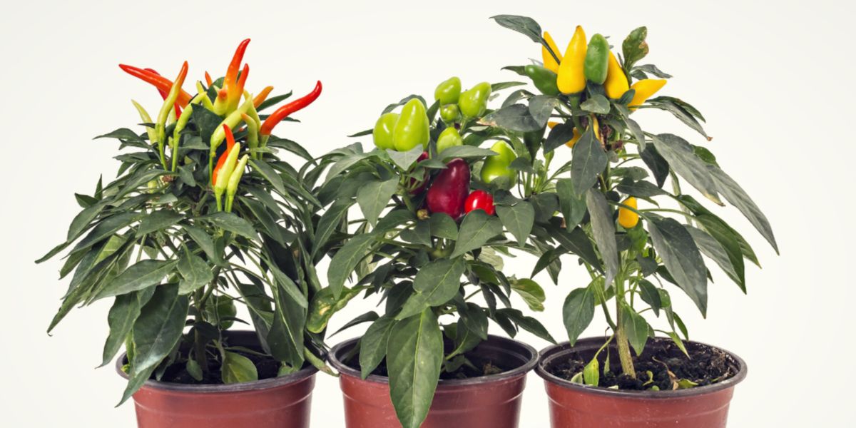 Chili peppers in pots
