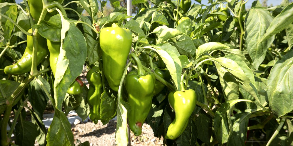 Chili Pepper plants