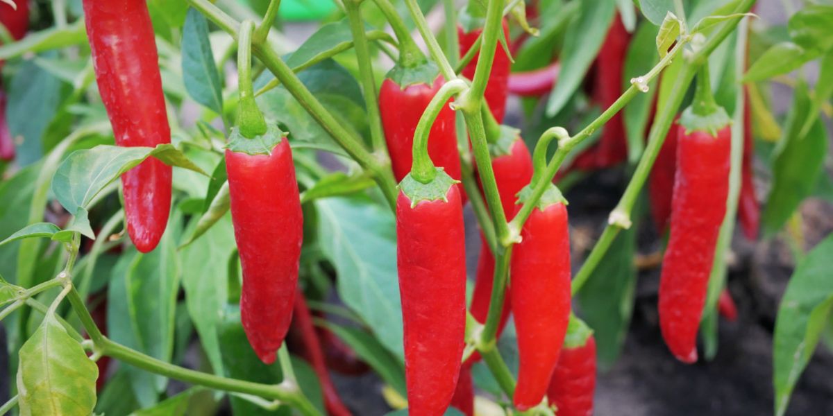Chili peppers in a greenhouse