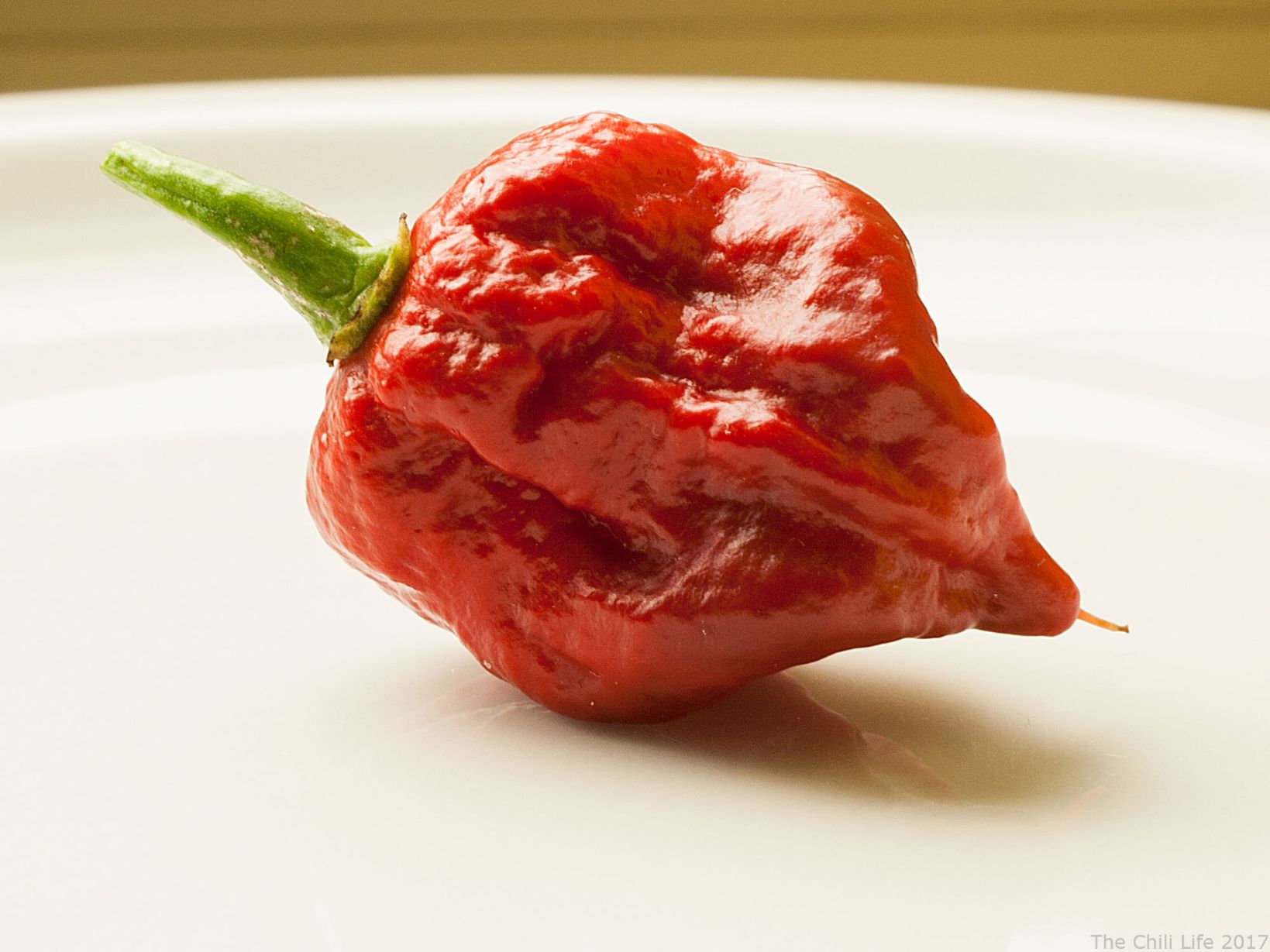 Carolina Reaper Chili Pepper