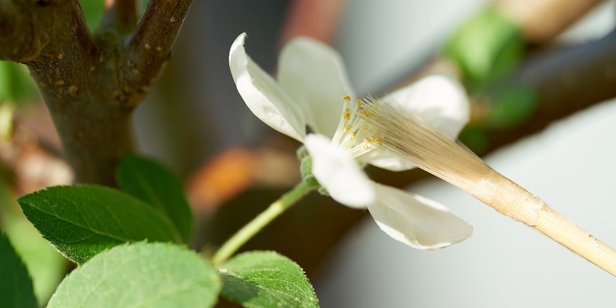 Hand pollinating a flower