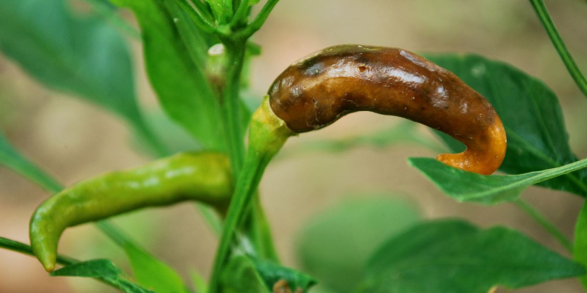 Diseased chili pepper