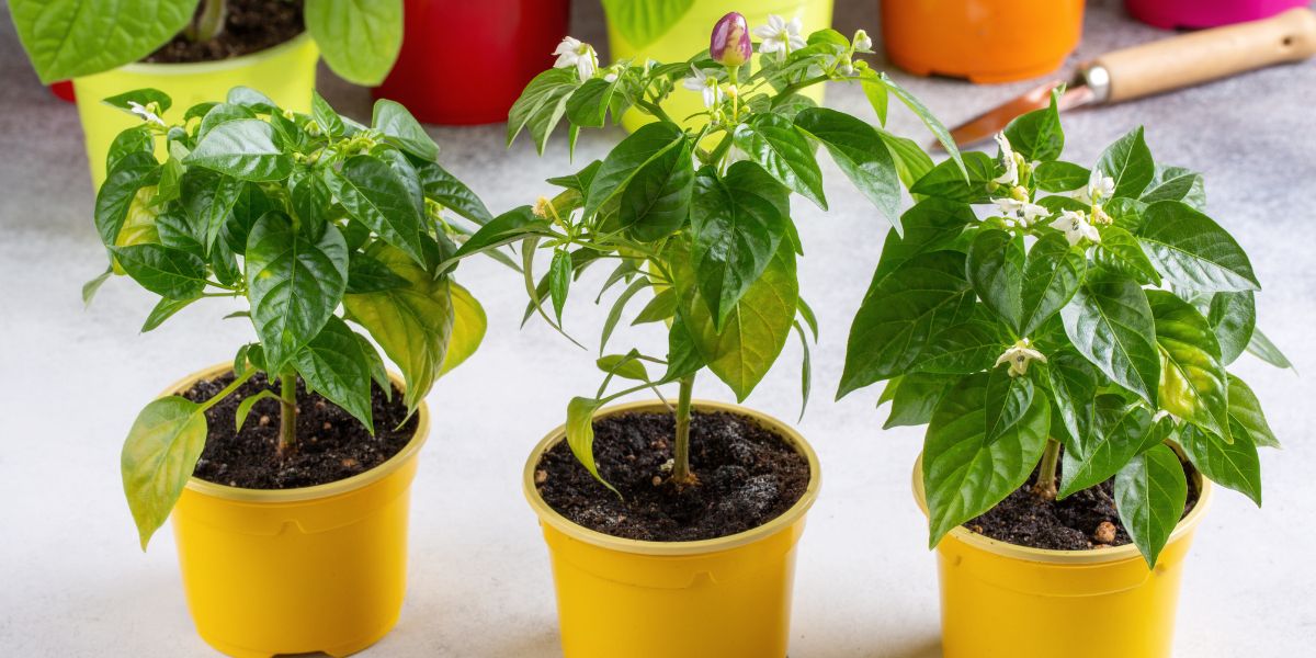 Small chili pepper plants in pots