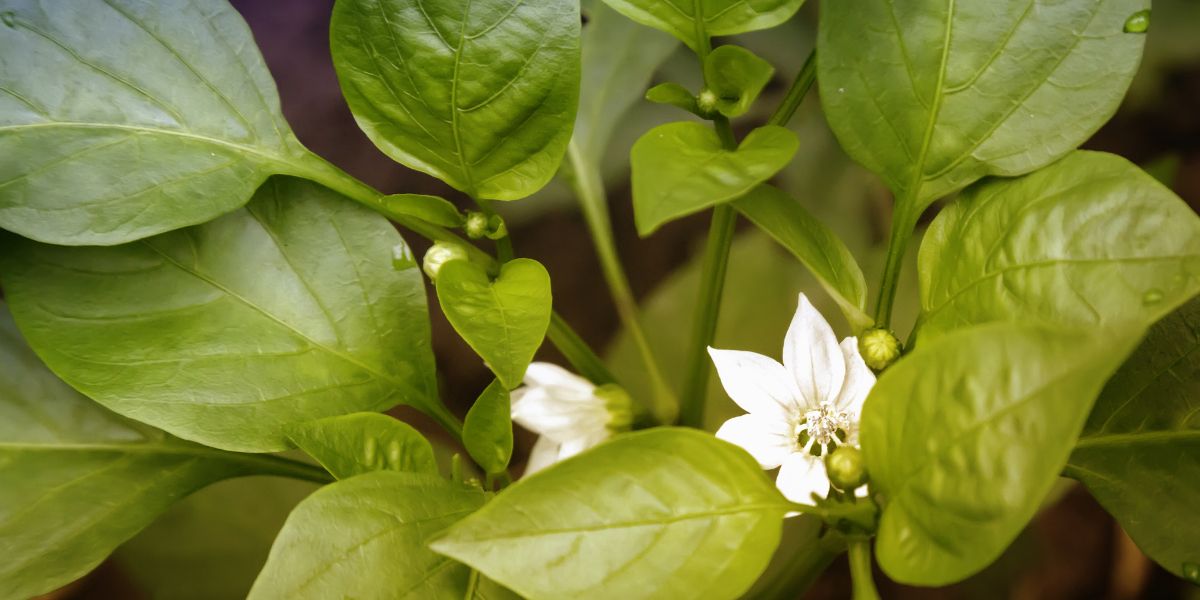 Chili pepper plant growing indoors