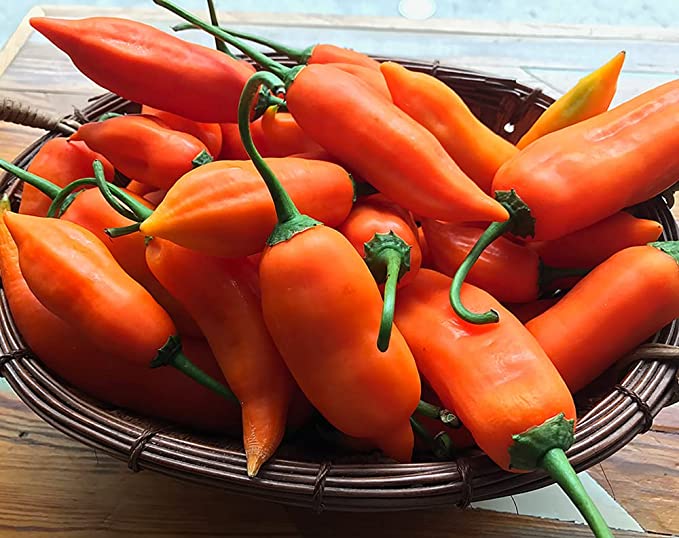 Aji Amarillo Peppers