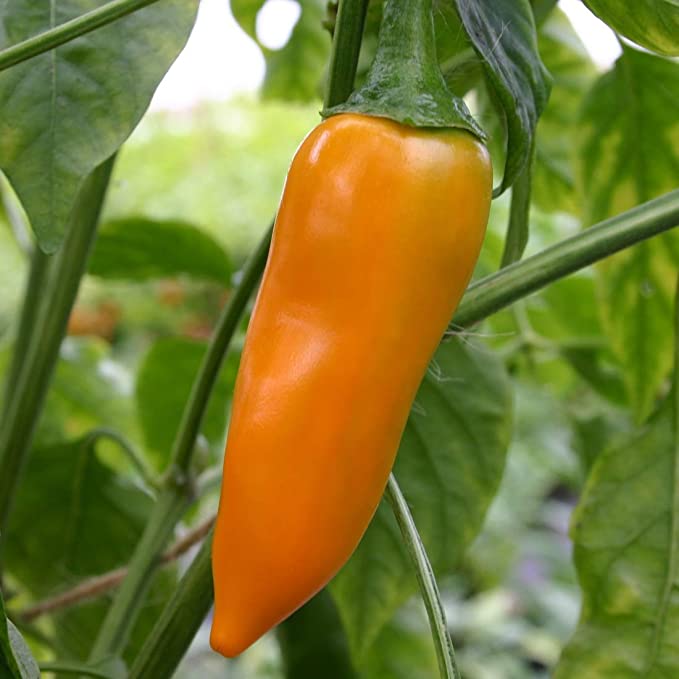 Bulgarian Carrot Pepper