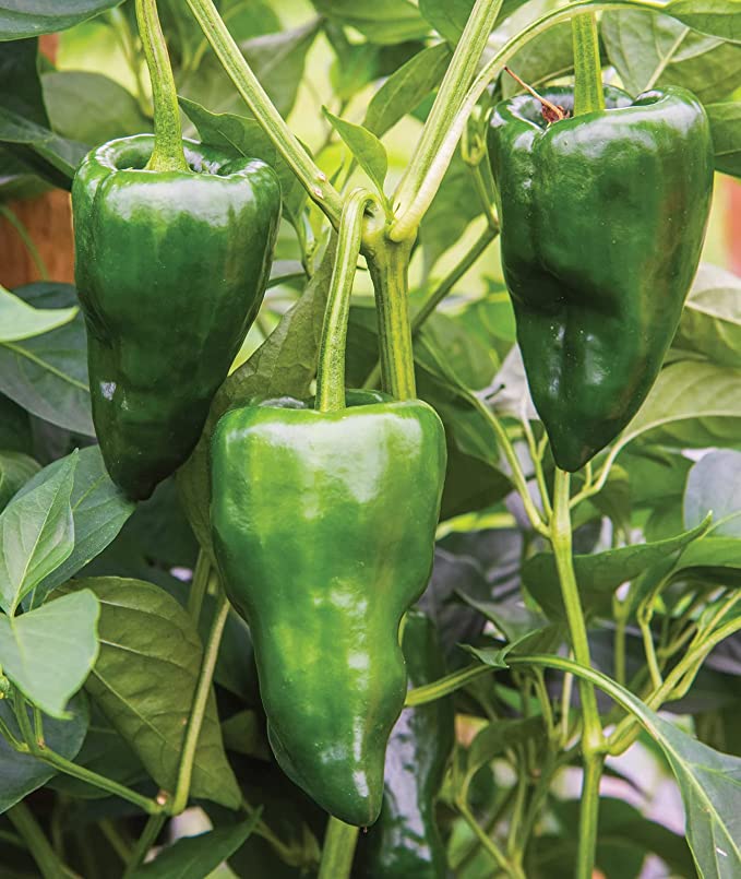 Poblano Chili Pepper