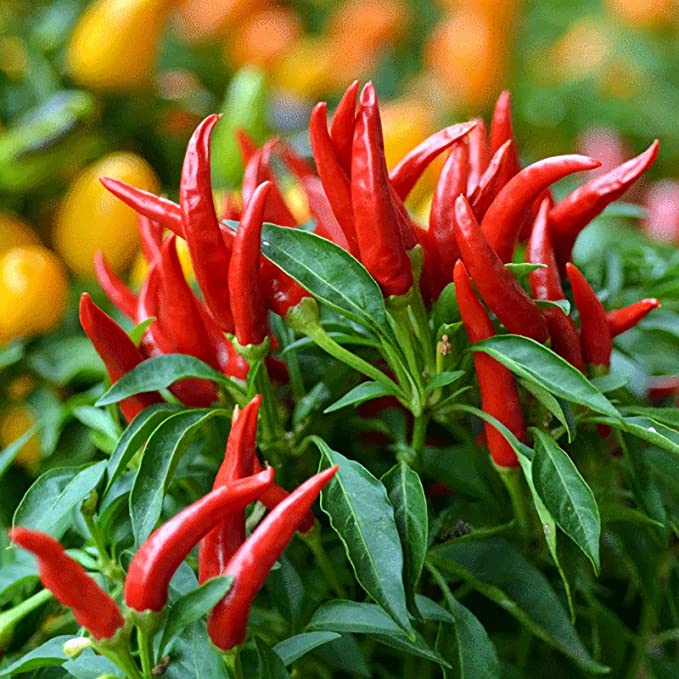 Thai Bird's Eye Chili