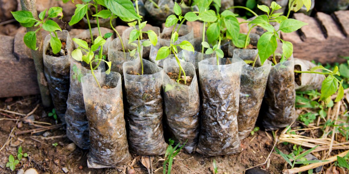 Chili Pepper plants growing from cuttings