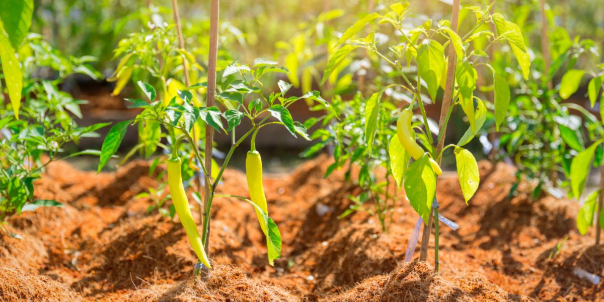 Chili Pepper plants