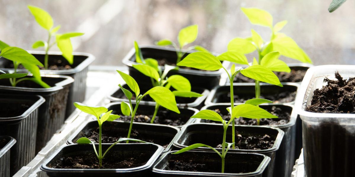 Chili pepper seedlings