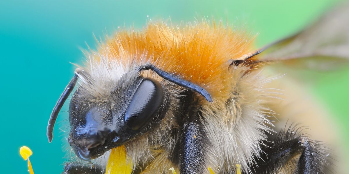 Closeup of a bee