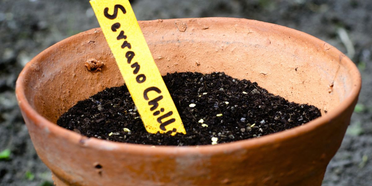 Serrano Chili seeds planted in pot