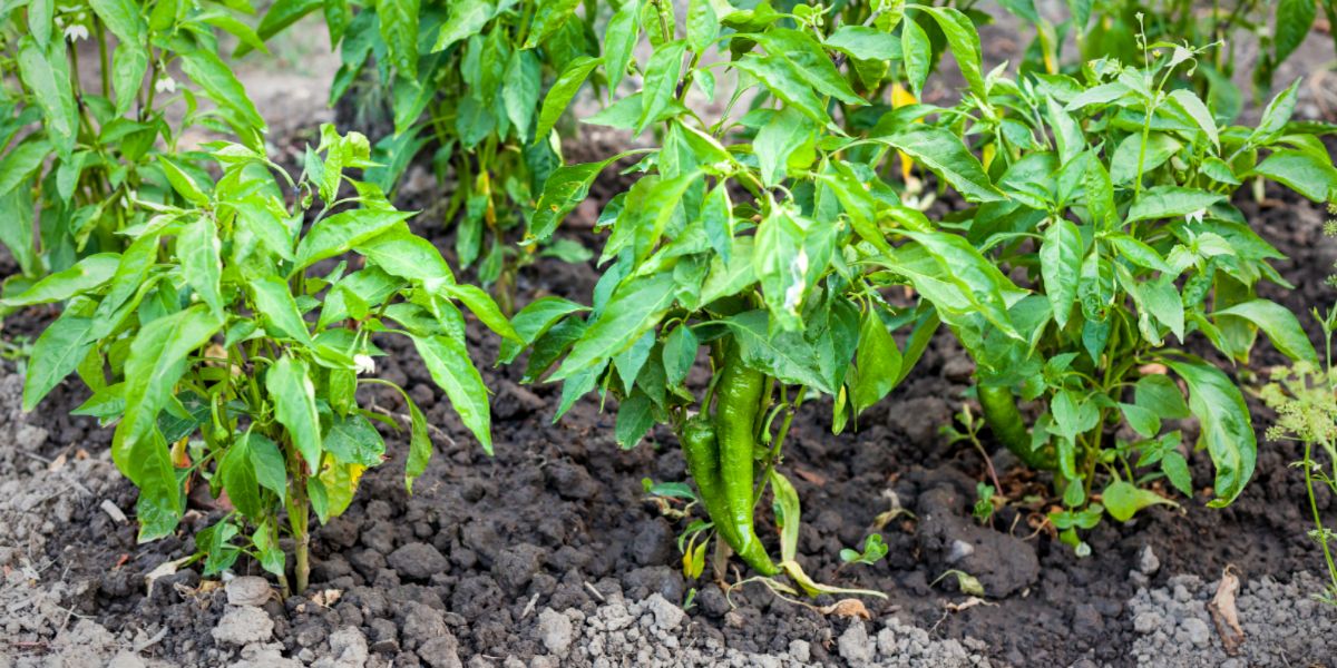 Chili Pepper Cultivation