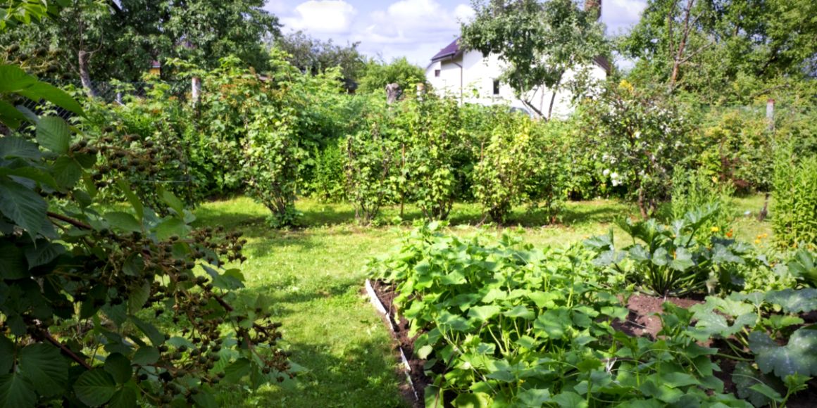 Garden with chili peppers and many other crops