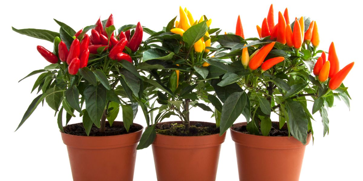 Chili pepper plants in pots