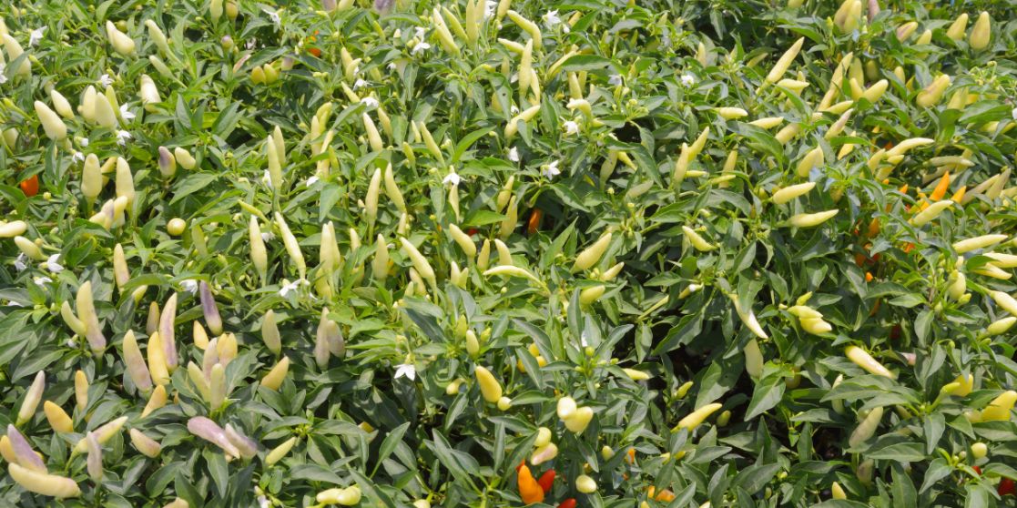 A huge amount of chili peppers on plants