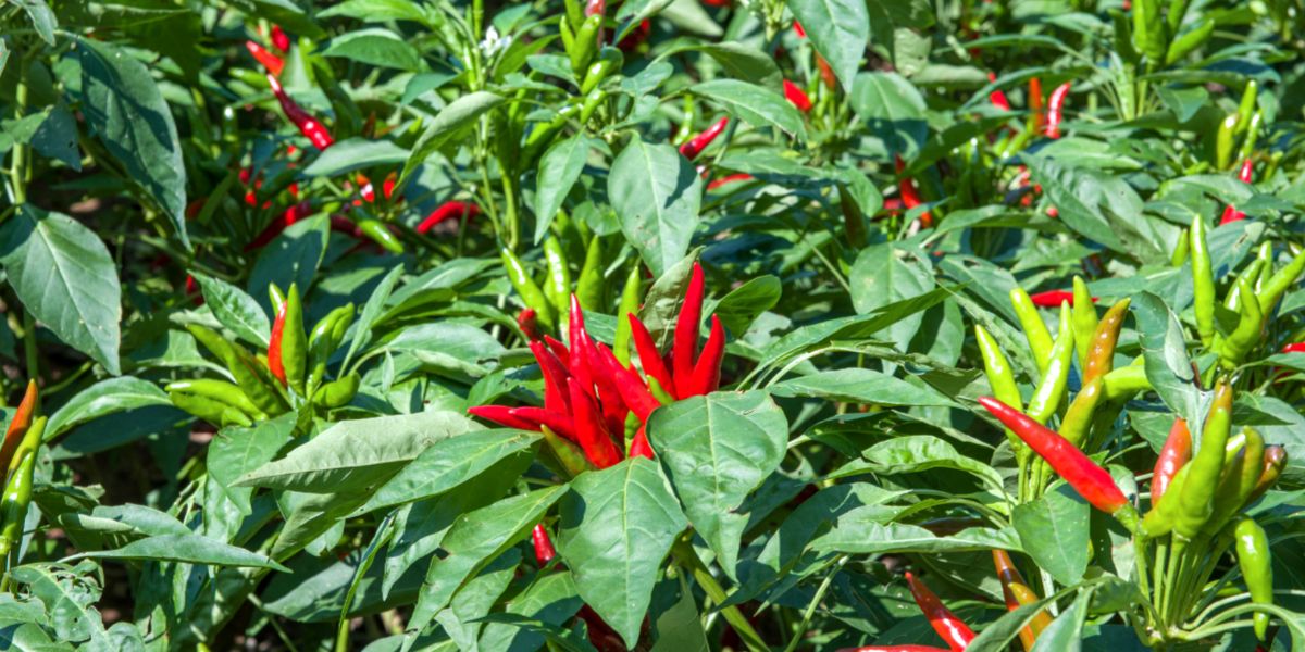 Bushy chili pepper plants