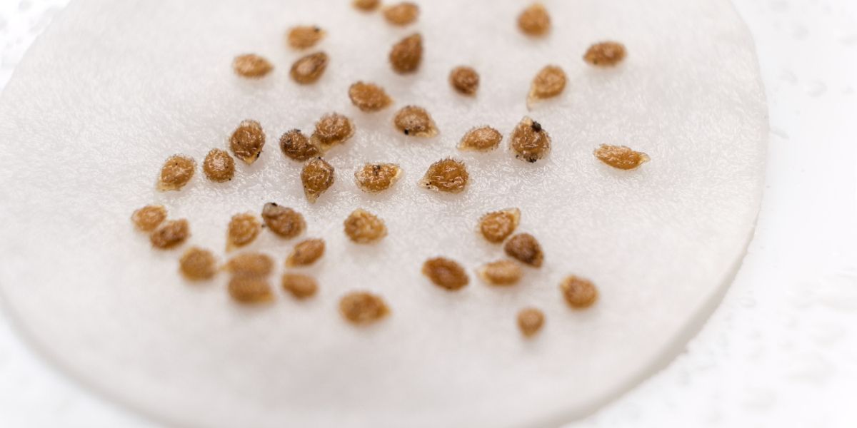 Soaking seeds