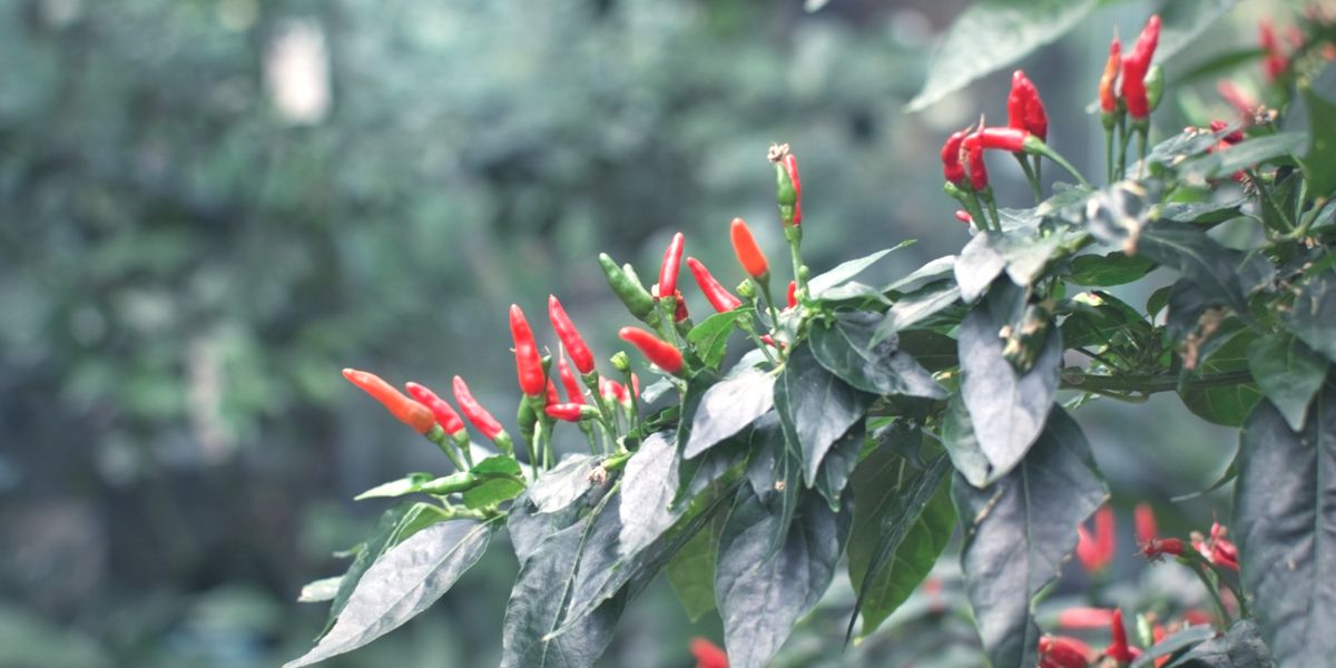 Chili plants in cold climate