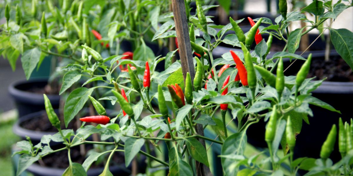 Chili pepper plants