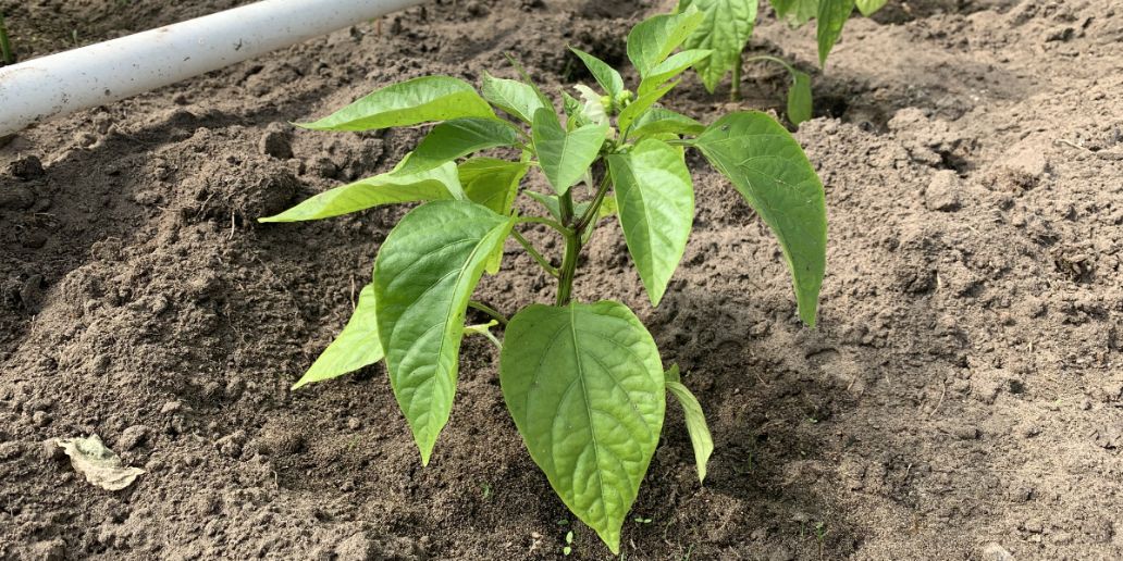 A chili pepper plant in garden soil