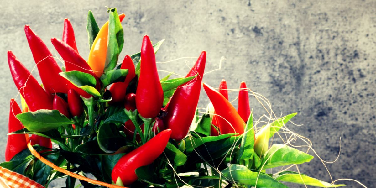 Ornamental chili peppers