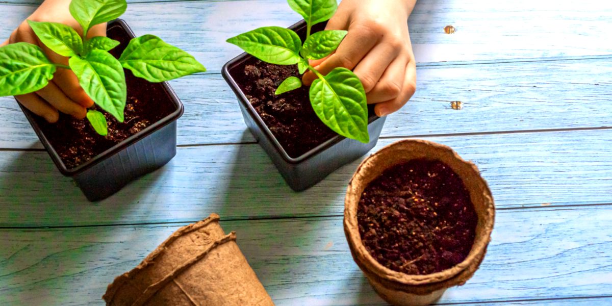 Planting chili peppers in containers