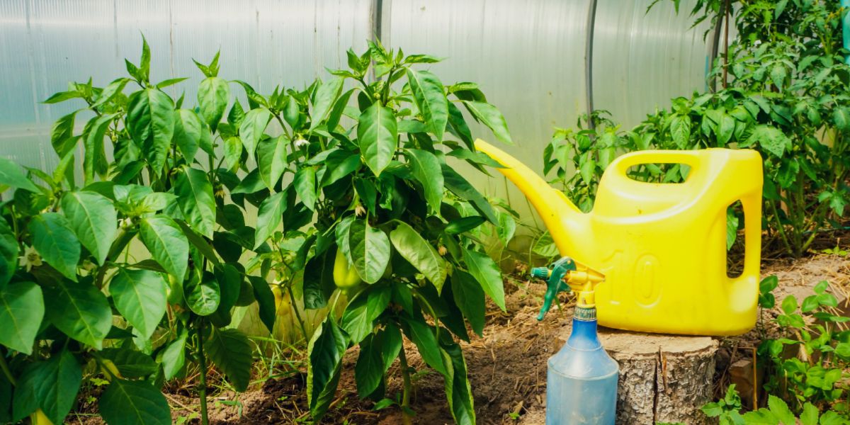 Watering chili plants