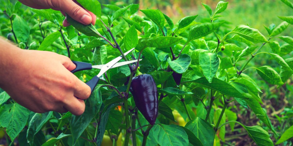 Pruning chili pepper plants
