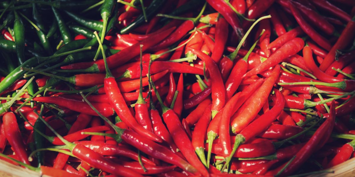 A harvest of ripe chili peppers